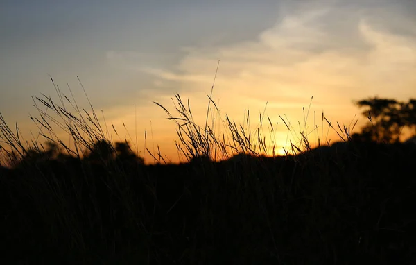 Naturaleza hierba flor en la puesta del sol — Foto de Stock