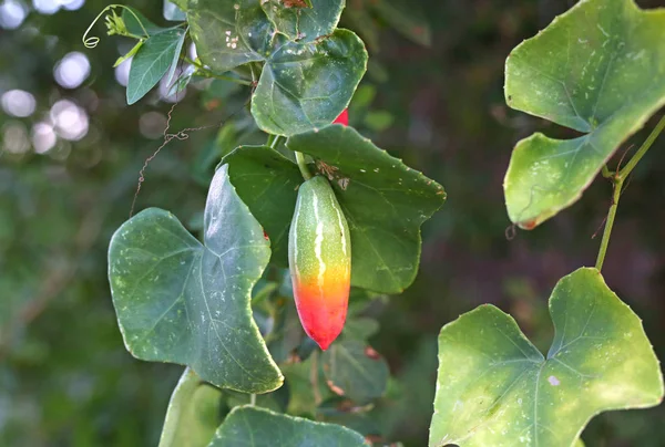 Borostyán sütőtök, Coccinia grandis — Stock Fotó