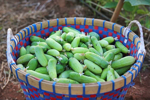 Pepinos em uma cesta — Fotografia de Stock