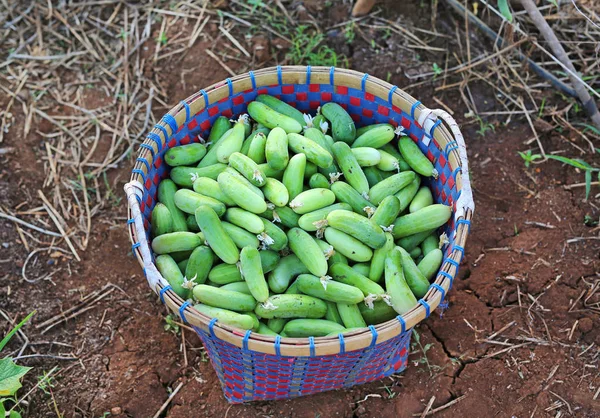 Pepinos em uma cesta — Fotografia de Stock