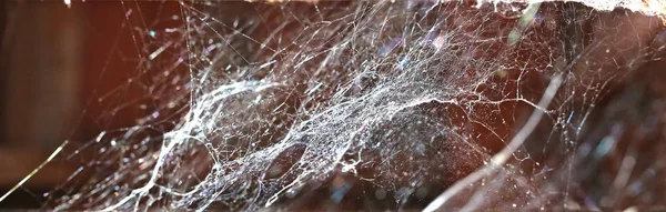 Pavučina nebo spider web — Stock fotografie