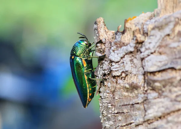 Escarabajo joya en el árbol . — Foto de Stock