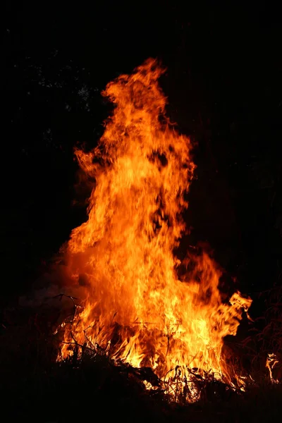 火炎草を燃やして — ストック写真
