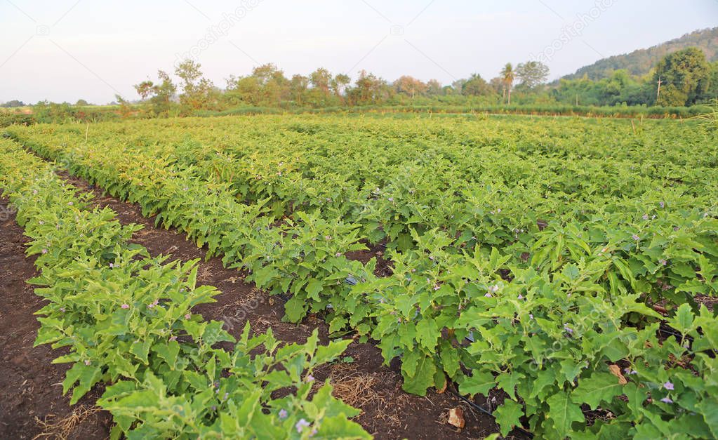 Green fields of eggplant