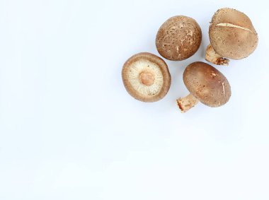 shiitake mantar beyaz