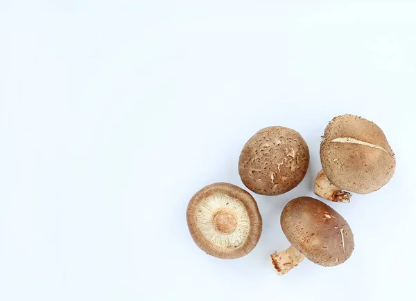 Cogumelo shiitake em branco — Fotografia de Stock