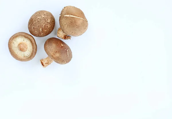 화이트에 표고버섯 — 스톡 사진