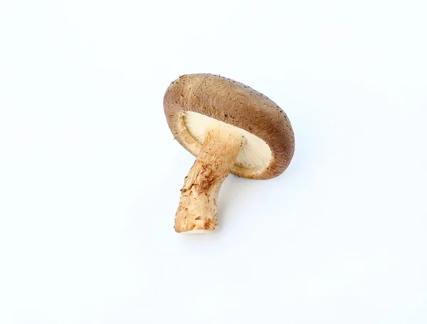 Cogumelo shiitake em branco — Fotografia de Stock