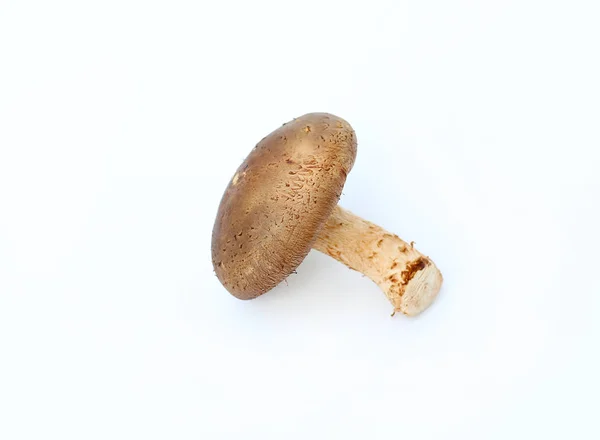 Cogumelo shiitake em branco — Fotografia de Stock