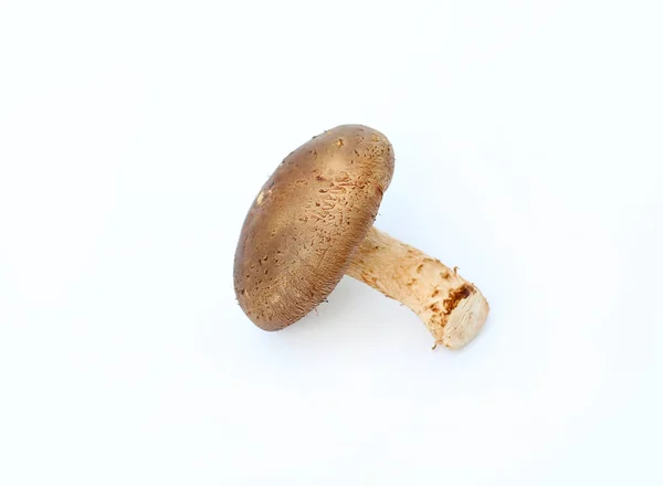 Shiitake la seta sobre blanco — Foto de Stock