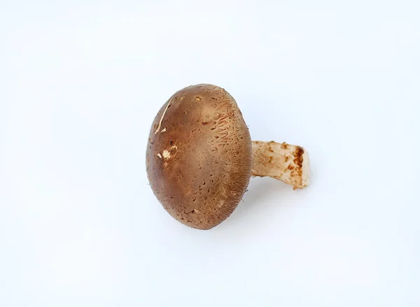 Fungo shiitake su bianco — Foto Stock