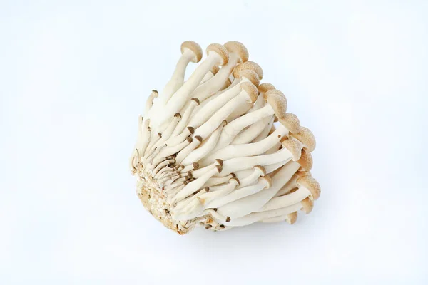 Yanagi mutsutake Mushroom — Stockfoto