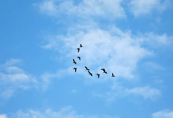 Many birds flying up in the cloud sky