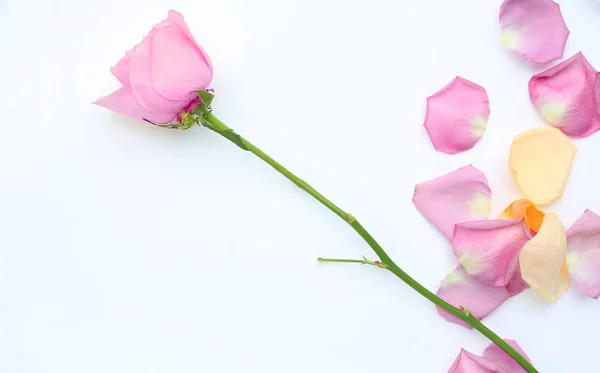 Рожева троянда квітка і пелюстки на білому тлі . — стокове фото