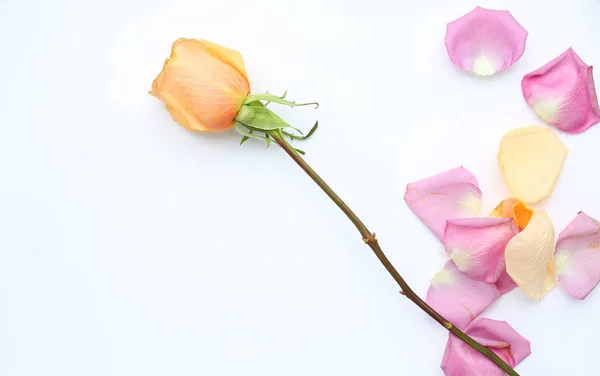 Rózsa virág és a szirmok fehér háttér. — Stock Fotó