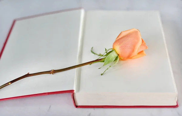 Fleur rose et livre à couverture rigide rouge ouvert près des fenêtres . — Photo