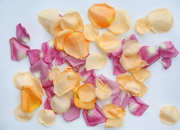 Płatki różowy i pomarańczowy kwiat róży. — Zdjęcie stockowe