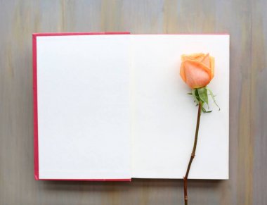 Windows yakınındaki kırmızı ciltli kitap açın ve çiçek gül.