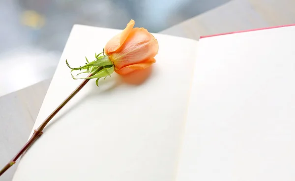 Квітка троянди і відкрита червона книжка твердого покриття біля вікон . — стокове фото