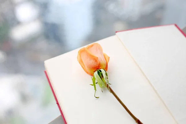 Rosa flor y libro de tapa dura de color rojo abierto cerca de ventanas . —  Fotos de Stock