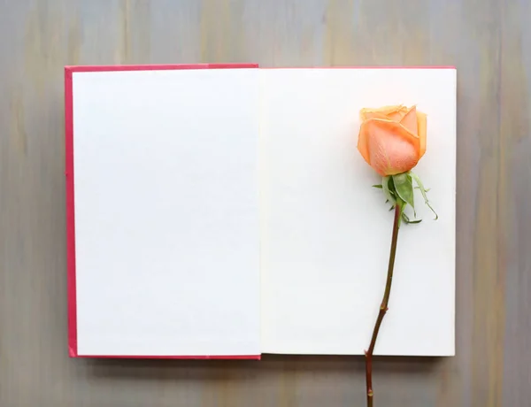 Rosa flor y libro de tapa dura de color rojo abierto cerca de ventanas . —  Fotos de Stock