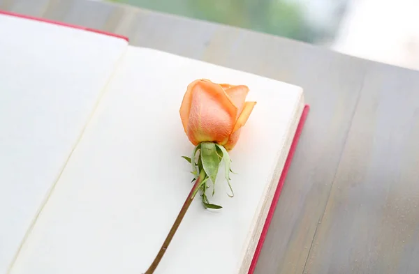 Rose flower and open red hardcover book near windows. — Stock Photo, Image