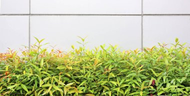 Küçük ağaç ve duvar