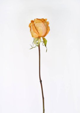 beyaz zemin üzerine kurutulmuş gül