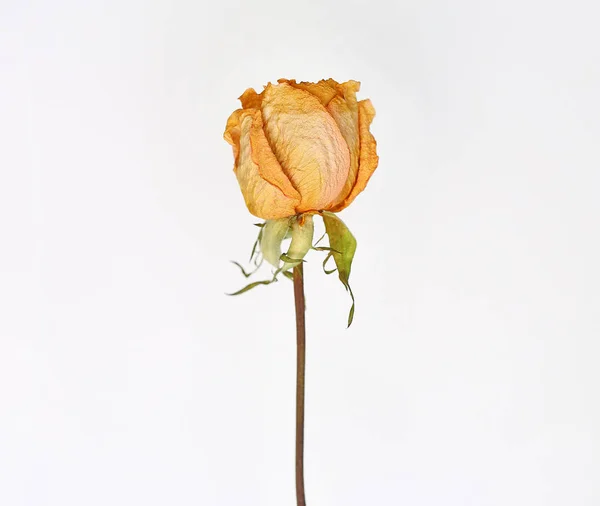 Rosa seca no fundo branco — Fotografia de Stock
