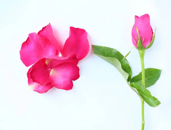 Цветок розовой розы и лепестки на белом фоне . — стоковое фото