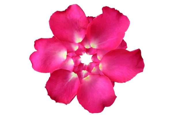 Round and overlap of Rose petals isolated on white background. — Stock Photo, Image