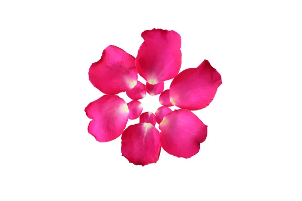 Rodada e sobreposição de pétalas de rosa isoladas sobre fundo branco . — Fotografia de Stock