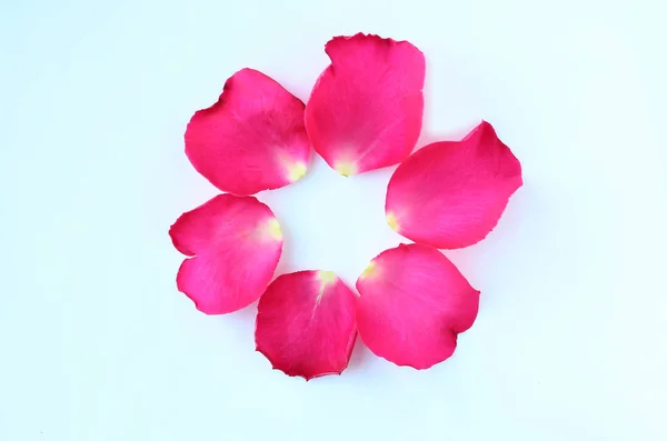 Kring van roze Rose bloemblaadjes geïsoleerd op witte achtergrond. — Stockfoto
