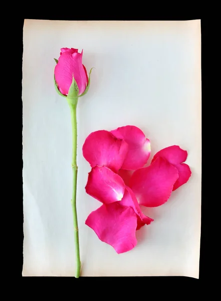 Róże i płatki na stary brązowy papier na białym na czarnym tle — Zdjęcie stockowe
