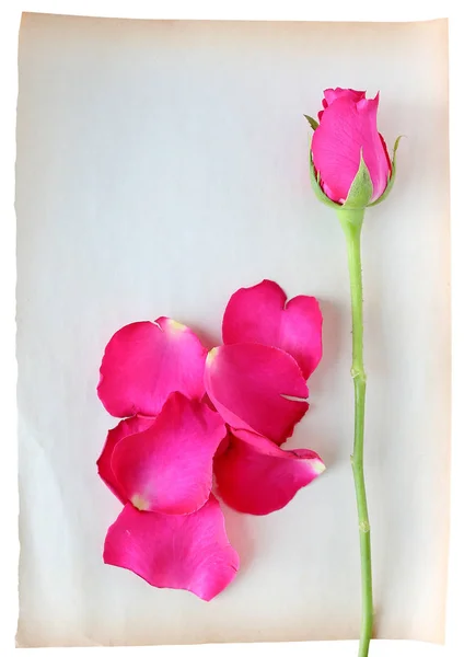 Rosas e pétalas sobre papel marrom velho isolado sobre fundo branco — Fotografia de Stock