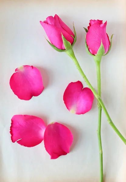 Rosas y pétalos sobre papel marrón viejo —  Fotos de Stock