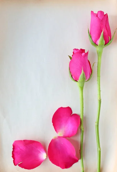 Rosas y pétalos sobre papel marrón viejo aislado sobre fondo blanco —  Fotos de Stock