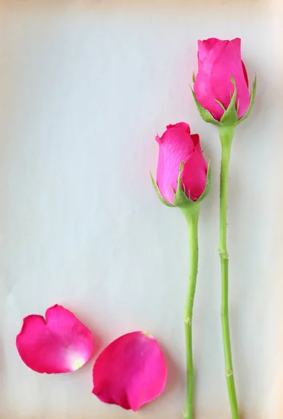 Rosas y pétalos sobre papel marrón viejo aislado sobre fondo blanco —  Fotos de Stock