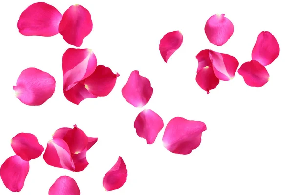 Rosa rosa pétalas isoladas em um fundo branco . — Fotografia de Stock