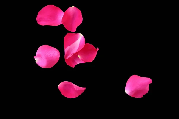 Розовые лепестки роз изолированы на черном фоне . — стоковое фото