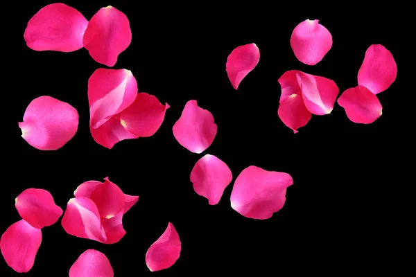 Rosa rosa pétalas isoladas em um fundo preto . — Fotografia de Stock
