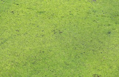 duckweed bir su birikintisi yüzeyi