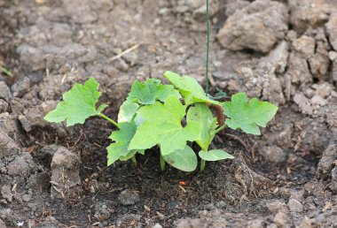 Genç salatalık ağaç ekimi alanı.
