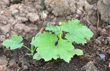 Genç salatalık ağaç ekimi alanı.