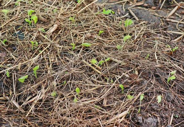 Świeże sałatki zielony gospodarstwa ekologicznego wzrostu Ogród Sałatka z młodych warzyw — Zdjęcie stockowe