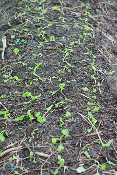 Friss saláta zöld biofarm kerti növekedés fiatal saláta növényi — Stock Fotó