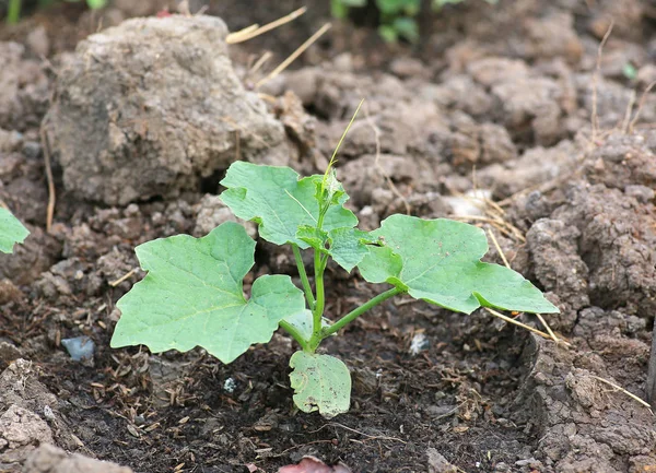 Unga gurka träd på plantation fält. — Stockfoto