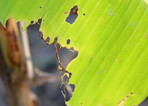 害虫に食べられる穴のある葉. — ストック写真