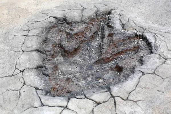 Модель следов динозавра на цементном полу Стоковая Картинка