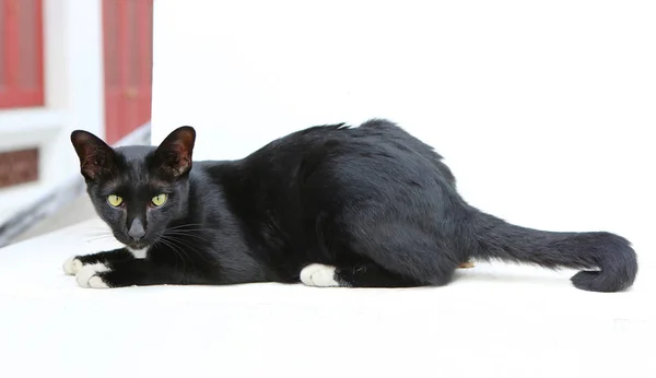 Fekete macska, a thai templomban — Stock Fotó